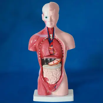 15tk/Set kulumiskindel Anatoomia Inimese Keha Keha Figuriin Elundite Mudel Õpetamise Vahend Lihtne Tähelepanek